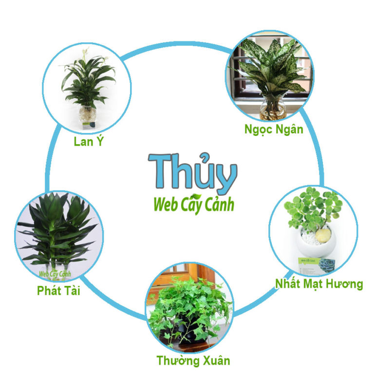 Cây Phong Thủy Hợp Mệnh Thủy Trong Nhà